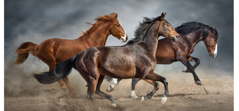 Common Horse Health Issues and How to Prevent Them